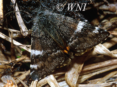 Briseis Underwing (Catocala briseis)